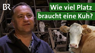 Mehr Tierwohl Wie viel Platz brauchen Kühe im Stall  Tierschutz  Unser Land  BR [upl. by Ynwat632]