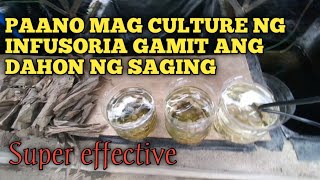 HOW TO CULTURE INFUSORIA USING banana dry leaves [upl. by Nyret141]