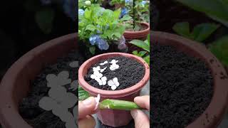 Method of growing hydrangeas in flowers [upl. by Bernardo]