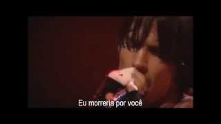 Red Hot Chili Peppers  I Could Die For You  Legendado em PTBR [upl. by Lyndy]