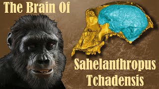 The Brain of Sahelanthropus Tchadensis [upl. by Yllus222]