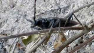 Long horned beetle HD 720p [upl. by Hardi]