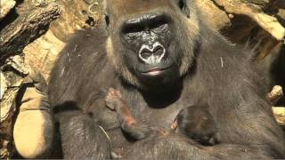 Newborn Gorilla [upl. by Sackey893]