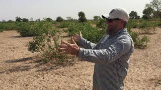 Agroforestry in SemiArid Farming Systems Maximizing Soil Fertility and Crop Productivity [upl. by Mellar966]