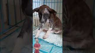 FROM ABANDONMENT TO LOVE Puppys Miraculous Rescue amp Transformation puppyrescue adopteddog [upl. by Nylasej183]