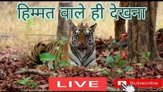 Jungle of king  Satpura tiger reserve National park  Madai Get MP [upl. by Hasin]