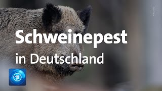 Erster Fall von Afrikanischer Schweinepest in Deutschland nachgewiesen [upl. by Valentino]