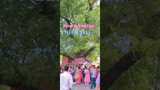 Nimai Janmasthan  Neem Tree shorts viral trending short [upl. by Tortosa]