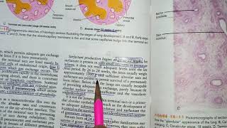 Revision of embryology of respiratory system part2 [upl. by Sidonie334]