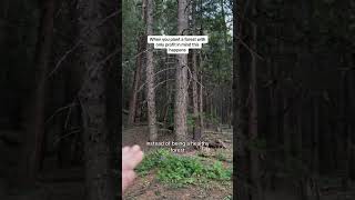 Old Growth Forest vs Second Growth Tree Plantations The Difference conservation forest [upl. by Haila]