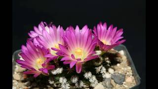 Mammillaria hernandezii [upl. by Joletta]