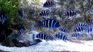 Moba Frontosa Cichlid update [upl. by Amrac]