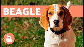 Beagle Dogs – History characteristics and training [upl. by Gigi57]