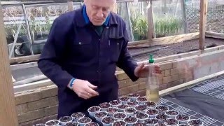 How to plant Onion Sets by Mick Poultney [upl. by Naujd1]