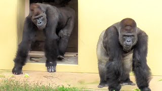 Shabani 28th birthday October 20 2024 Gorilla Silverback [upl. by Upali]