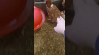 no chickens were harmed In the filming of this video I hope [upl. by Hedgcock528]