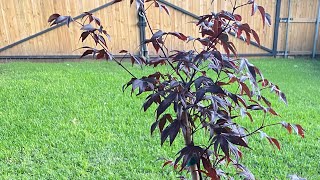 Japanese Maple Bonsai  First root work and repot  February 2023 [upl. by Ardnaskela]