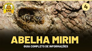 Abelha MIRIM  GUIA COMPLETO de Informações 🐝 [upl. by Acireit]