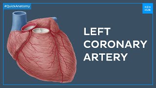 Left coronary artery and its branches  Quick Anatomy  Kenhub [upl. by Polak109]