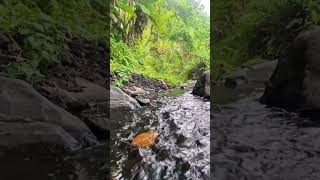 Stunning 4K River Scenery to Help You Fall Asleep shorts short relaxing river forest nature [upl. by Neeluj]