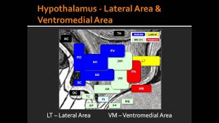 Hypothalamus  Lateral Area amp Ventromedial Area [upl. by Reppart]