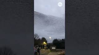 Mesmerizing murmuration of starlings flies across UK sky  USA TODAY Shorts [upl. by Naimaj]