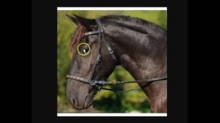 Explaining amp Understanding Bitless Bridles Hackamores Rope Halters amp Benefits For The Horse [upl. by Nibla120]