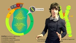 Mitosis Paso a Paso [upl. by Padraic]