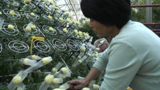 Longwood Grows its Largest Thousand Bloom Chrysanthemum Ever [upl. by Neeroc]