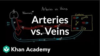 Arteries vs veinswhats the difference  Circulatory system physiology  NCLEXRN  Khan Academy [upl. by Arnuad]