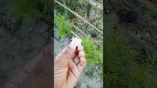 যারা আপনাকে দেখে হাসছে তাদের হাসতে দিন 😌😌garden Ringtonshortvideo shortsviral [upl. by Bela505]