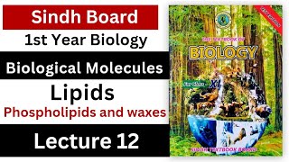 Phospholipids and waxes  lipids  biological molecules  class 11 biology Sindh board new book [upl. by Freemon]