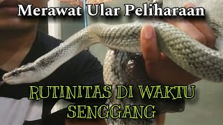 MEMANDIKAN ULAR GONYOSOMA JANSENII [upl. by Assisi]