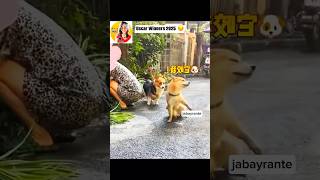 Oscar Winners 2025🏆🐶👏fyp funny pets dog cute love action foryou jabayrante [upl. by Eirhtug]