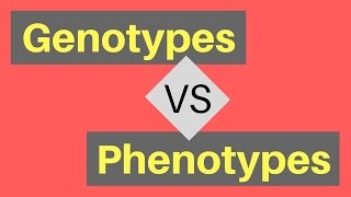 Genotype vs Phenotype  Understanding Alleles [upl. by Shaw]