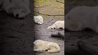 Wolf pack at rest arcticwolf arcticwolves [upl. by Campy769]