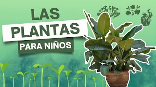 QUÉ son las PLANTAS explicación para NIÑOS  PARTES características y CLASIFICACIÓN Love Learning [upl. by Yramanna]