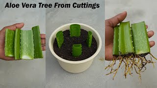 Growing aloe vera tree from leaf cuttings  aloe vera leaf planting [upl. by Kurys]