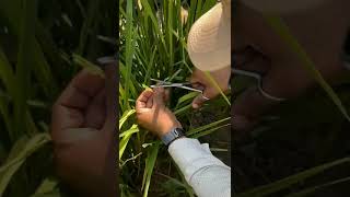 Hand Emasculation and Pollination in Rice Part 02 [upl. by Hannahc562]