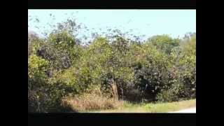 Murmuration of Tree Swallows [upl. by Slin996]