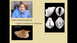 What are the major groups of fossil Molluscs [upl. by Graham613]