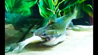 Best Top 5 Gulper Catfish Attacks  Catfish Feeding with big fish  the silent predators [upl. by Ahl]