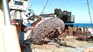 INGENIOUS Barnacles Removing From Ships And Boat SATISFYING Barnacles Removing Process 1 [upl. by Rennug]