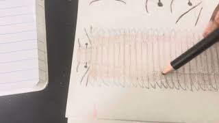 Drawing Arthropleura armata [upl. by Wrench316]