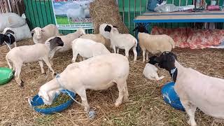 Dorper sheeps in krishi mela 2024  sheepfarming krishimela2024 goatfarming sheepmarket [upl. by Oehsen]