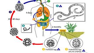 Ascaris Lumbricoides lecture [upl. by Aidahs]