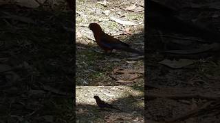 SPOTTED Crimson rosella [upl. by Heindrick]