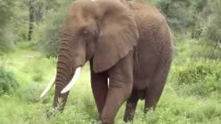 African Elephant [upl. by Renick]