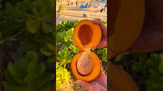 Mamey apple buah yang memiliki rasa seperti aprikot mameaamericana mameyapel [upl. by Annahsirhc887]