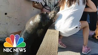 Sea Lion Snatches Little Girl And Drags Her Into Water  NBC News [upl. by Ragan405]